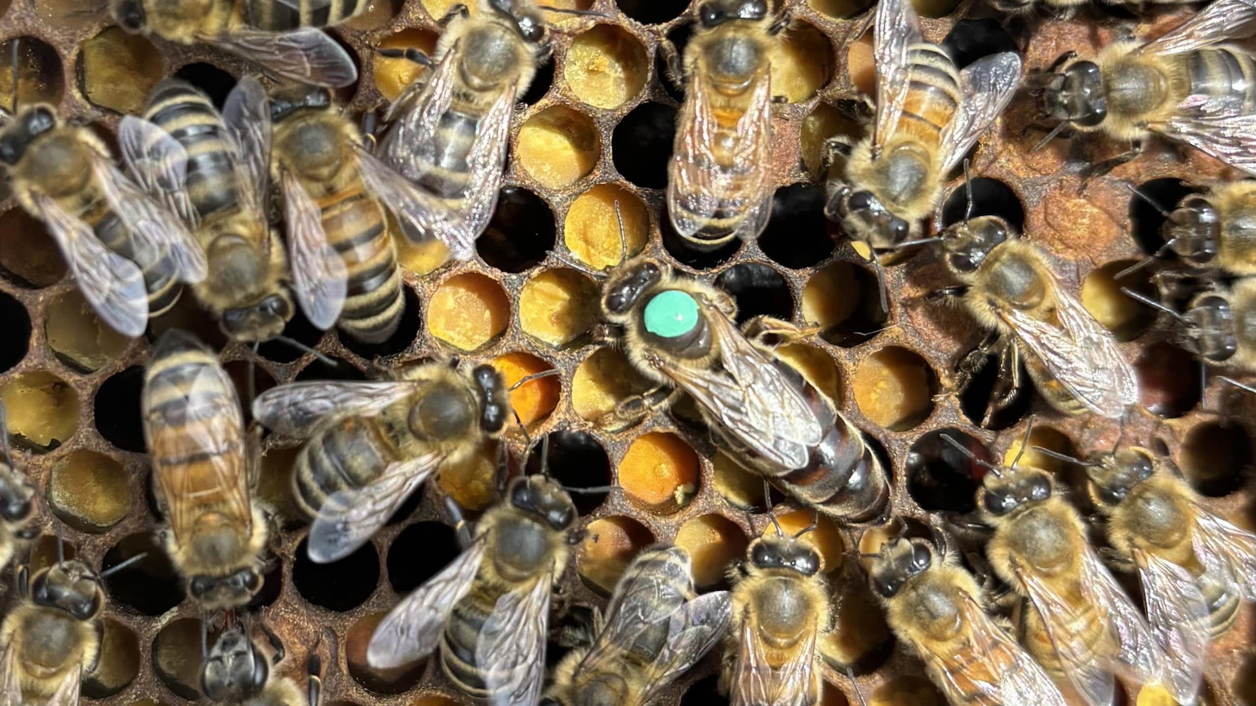 A queen honey bee stands on comb in the middle of a retinue of workers