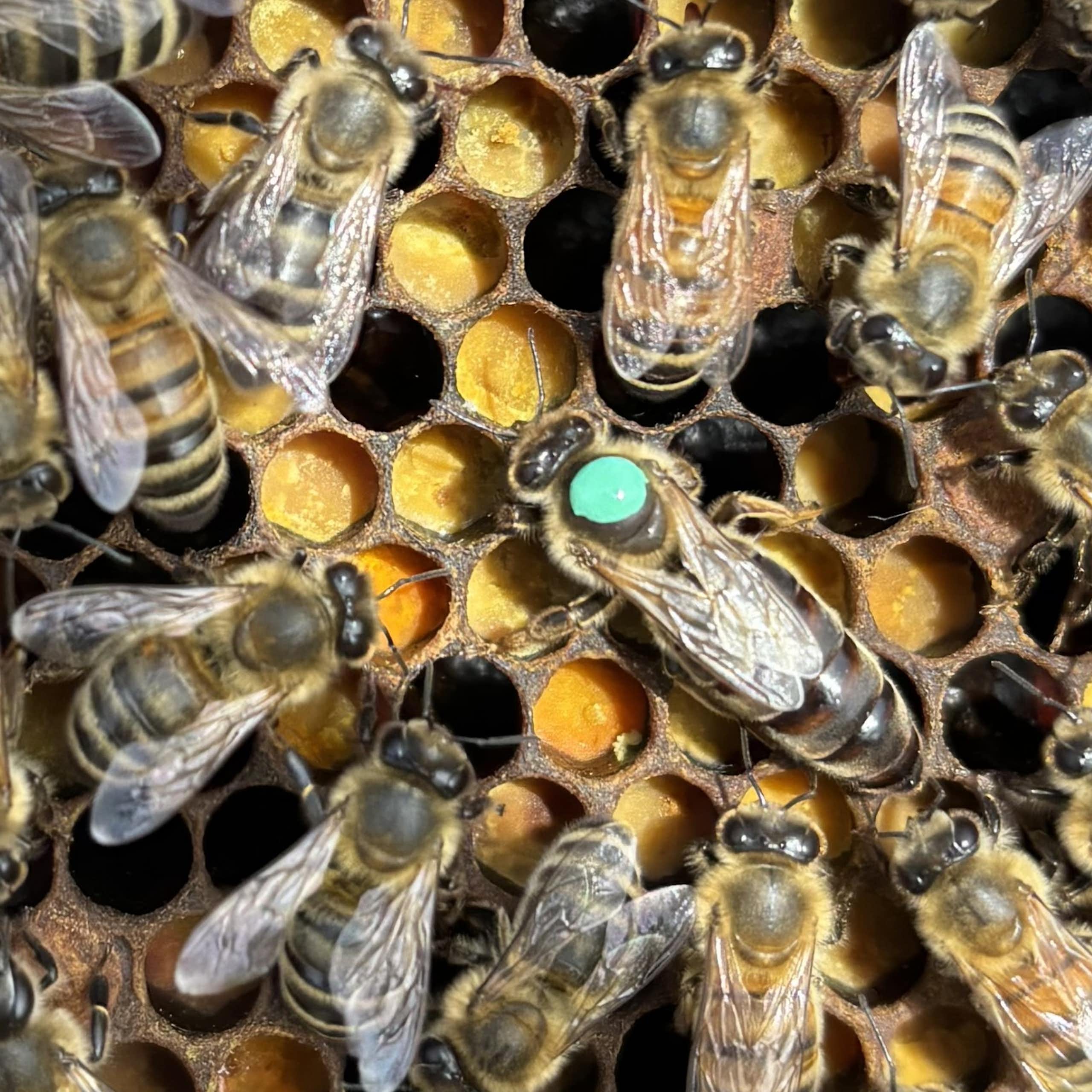 A queen honey bee stands on comb in the middle of a retinue of workers