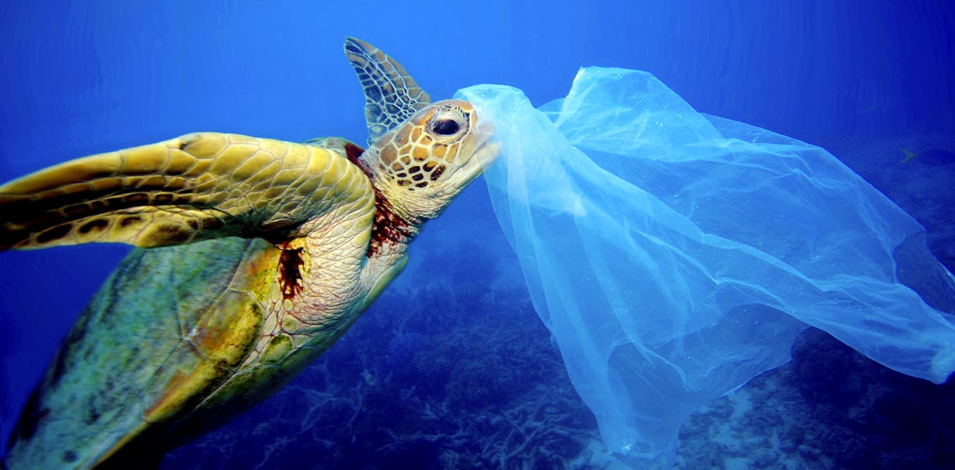 New study finds that ingesting even small amounts of plastic can be fatal for marine animals New study finds that ingesting even small amounts of plastic can be fatal for marine animals