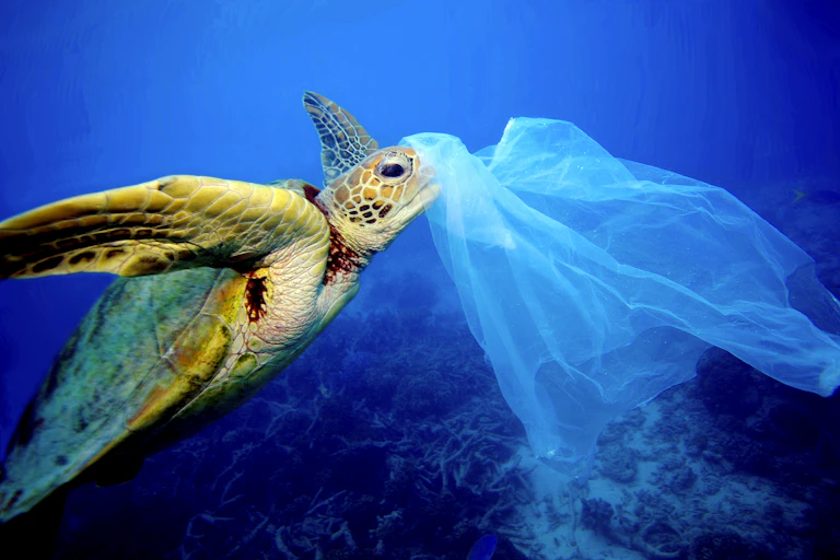 a sea turtle in the water with a plastic bag near it's head.
