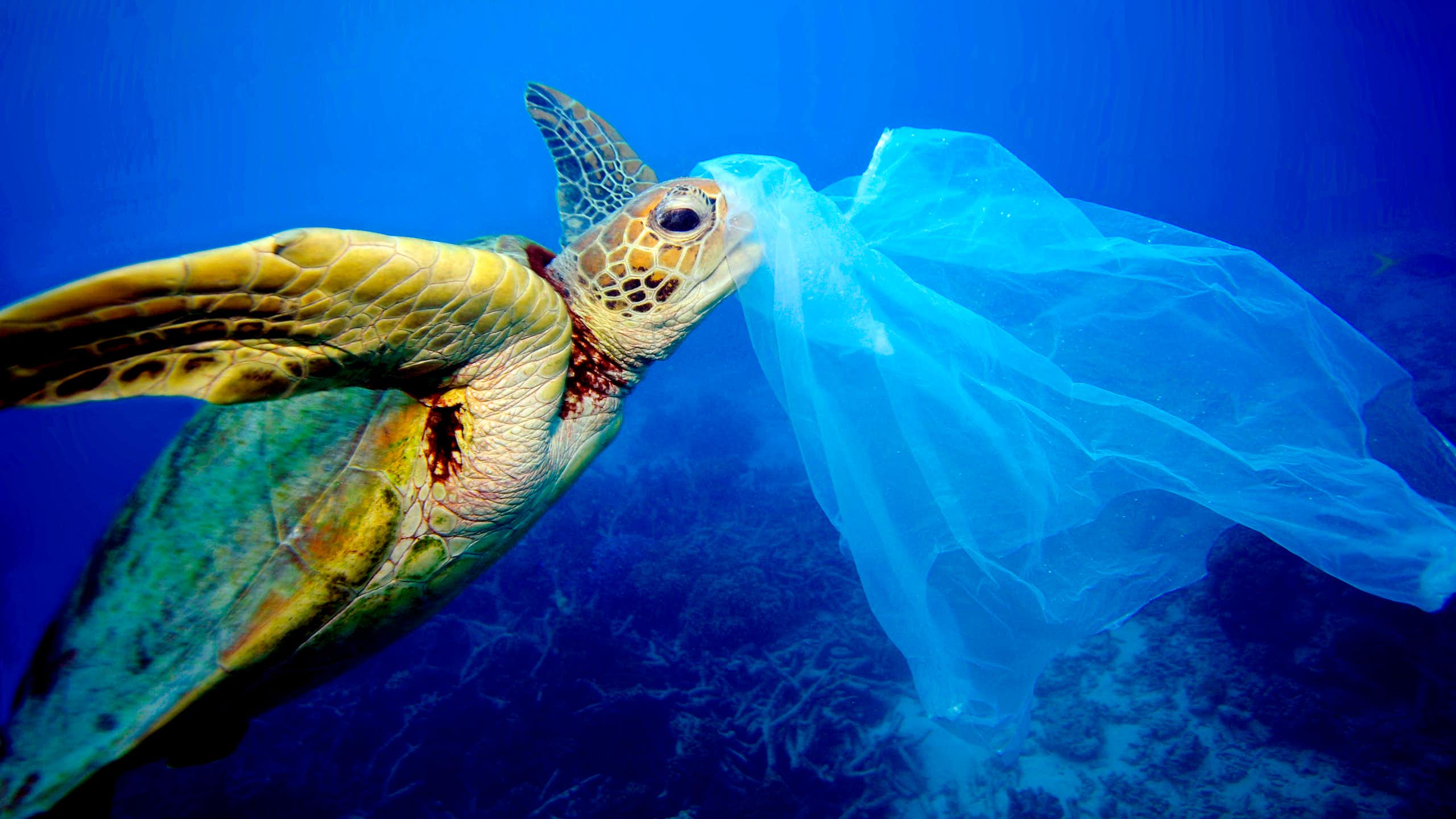 a sea turtle in the water with a plastic bag near it's head.