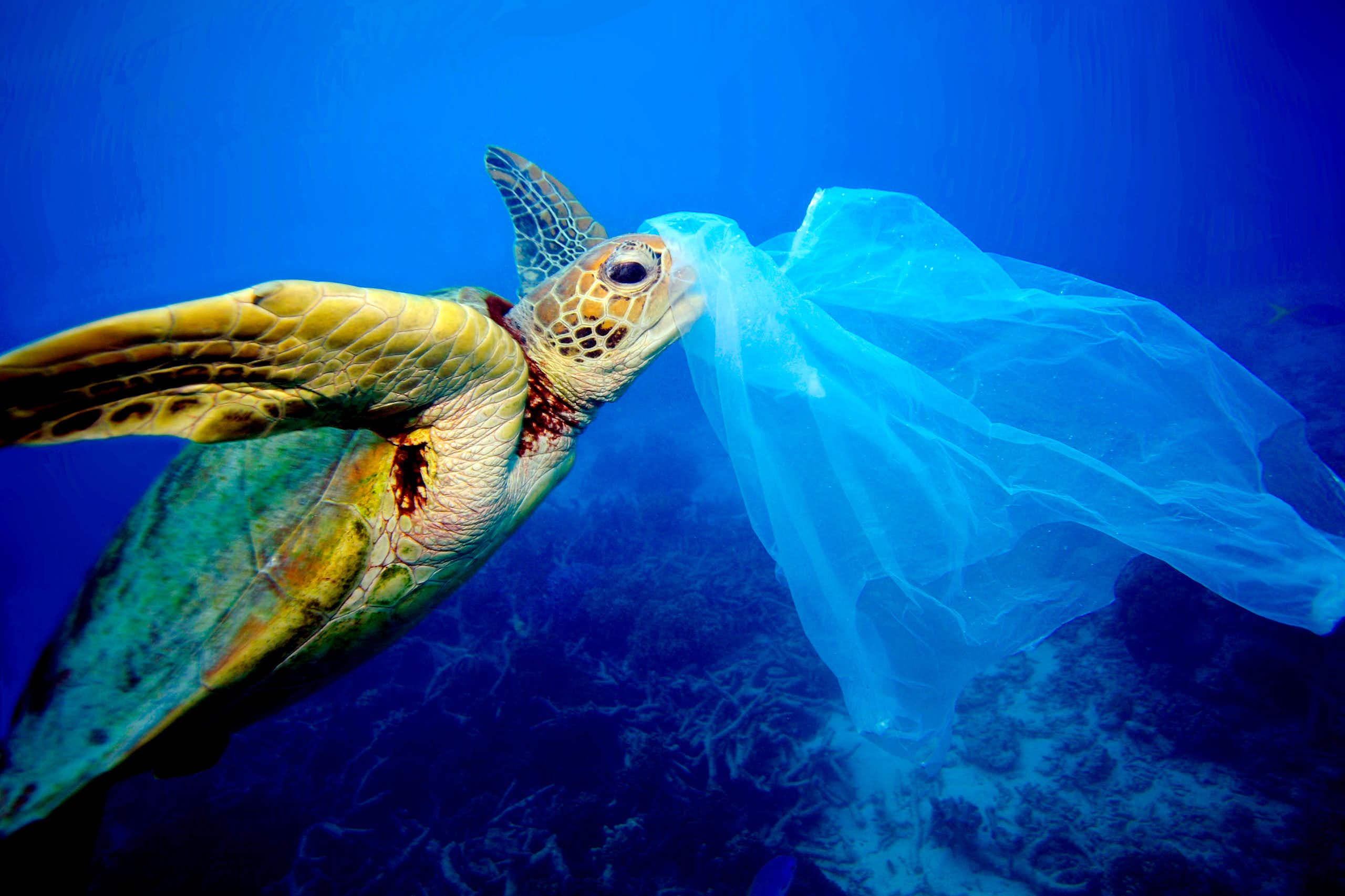 a sea turtle in the water with a plastic bag near it's head.