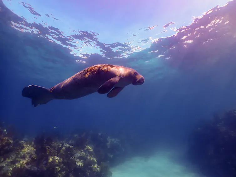 A manatee swimming underwater