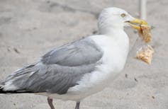 Una gaviota en una playa de arena con una pequeña bolsa de plástico en la boca.