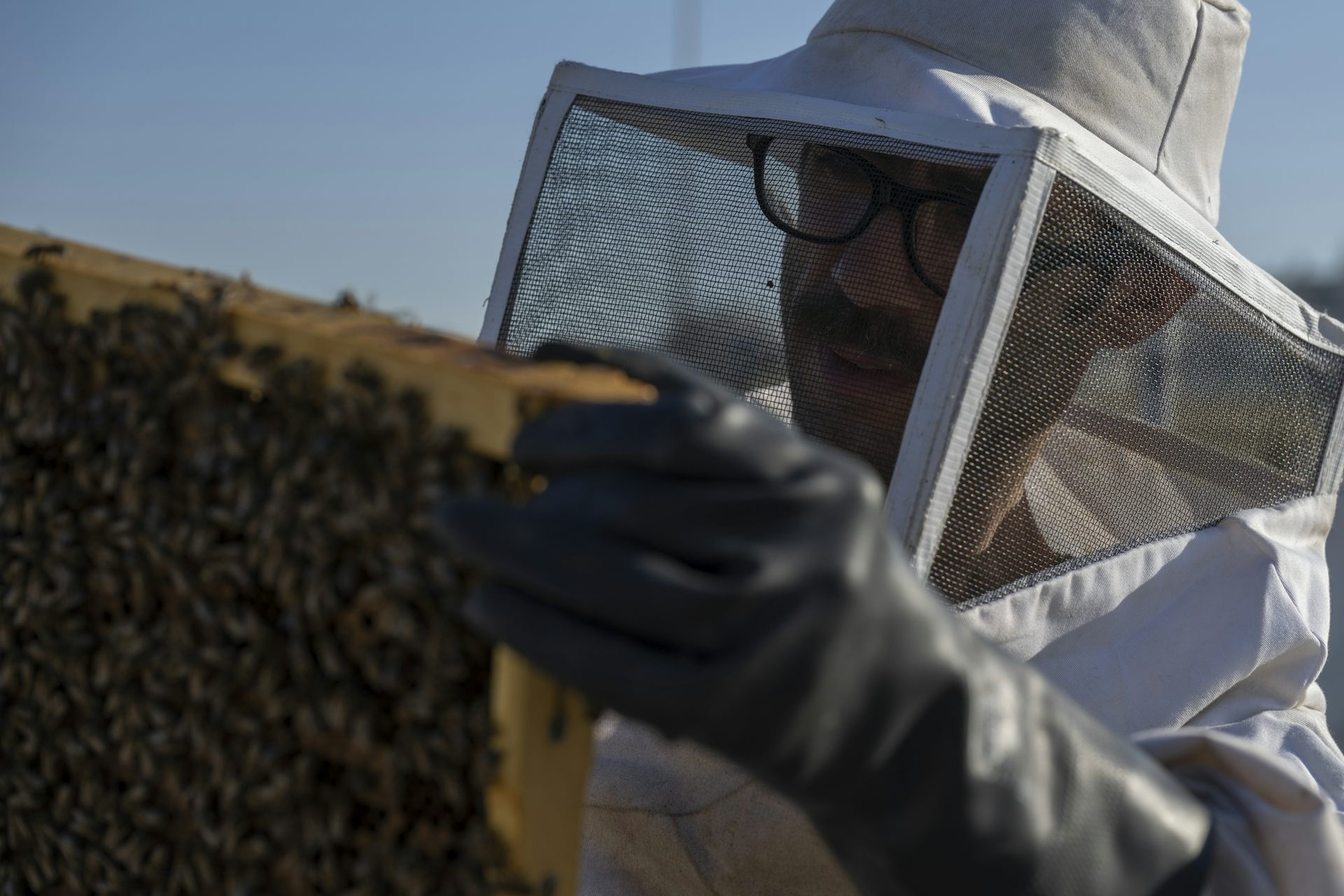 Un hombre vestido con guantes y traje de apicultor sostiene un marco de colmena cubierto de abejas