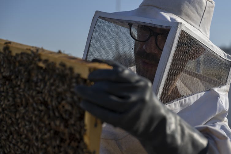 Un hombre vestido con guantes y traje de apicultor sostiene un marco de colmena cubierto de abejas