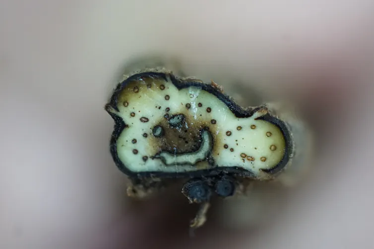 Cross-section of a roughly oblong stem with a smiley face shape towards one end
