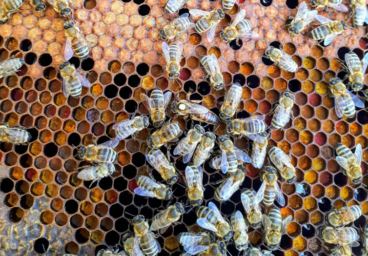 bees moving along a hive