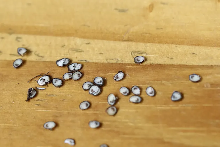 Slices of fern stem on a table