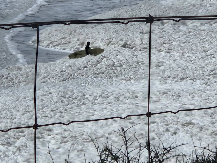 A surfer walks into foamy water affected by the algal bloom.
