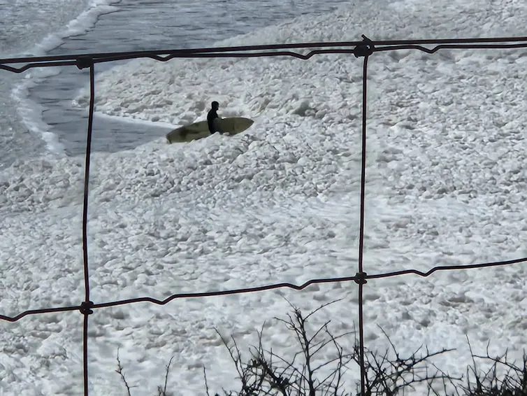 A surfer walks into foamy water affected by the algal bloom.