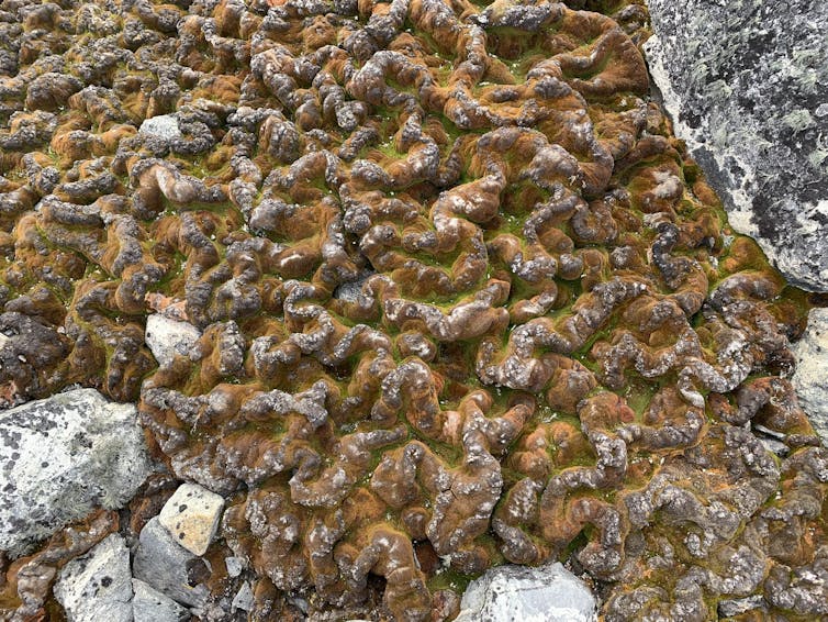 A patch of moss between rocks, variously coloured brown and green.
