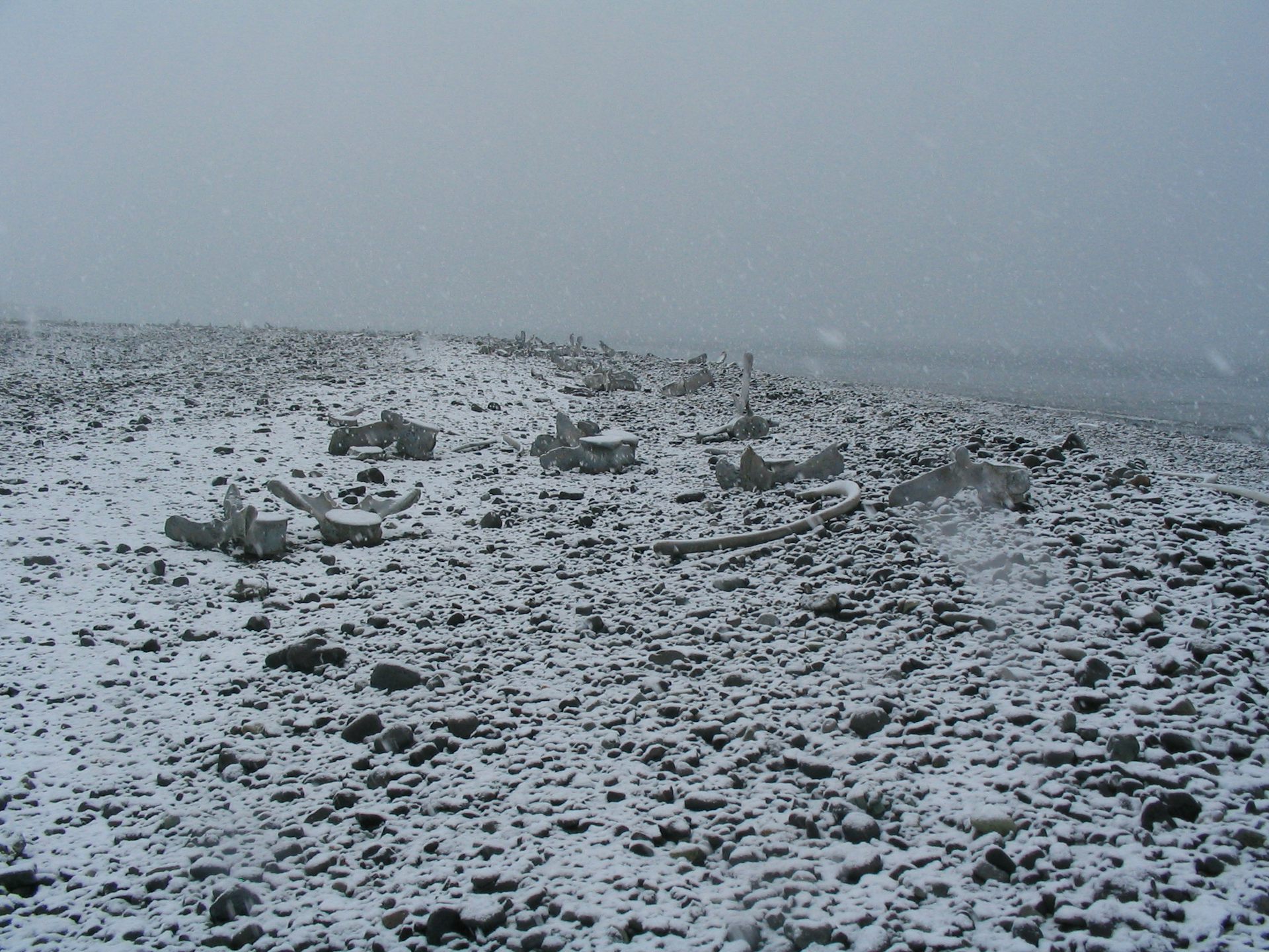 Whale bones scattered on the coast of the South Shetland Islands, Antarctica.