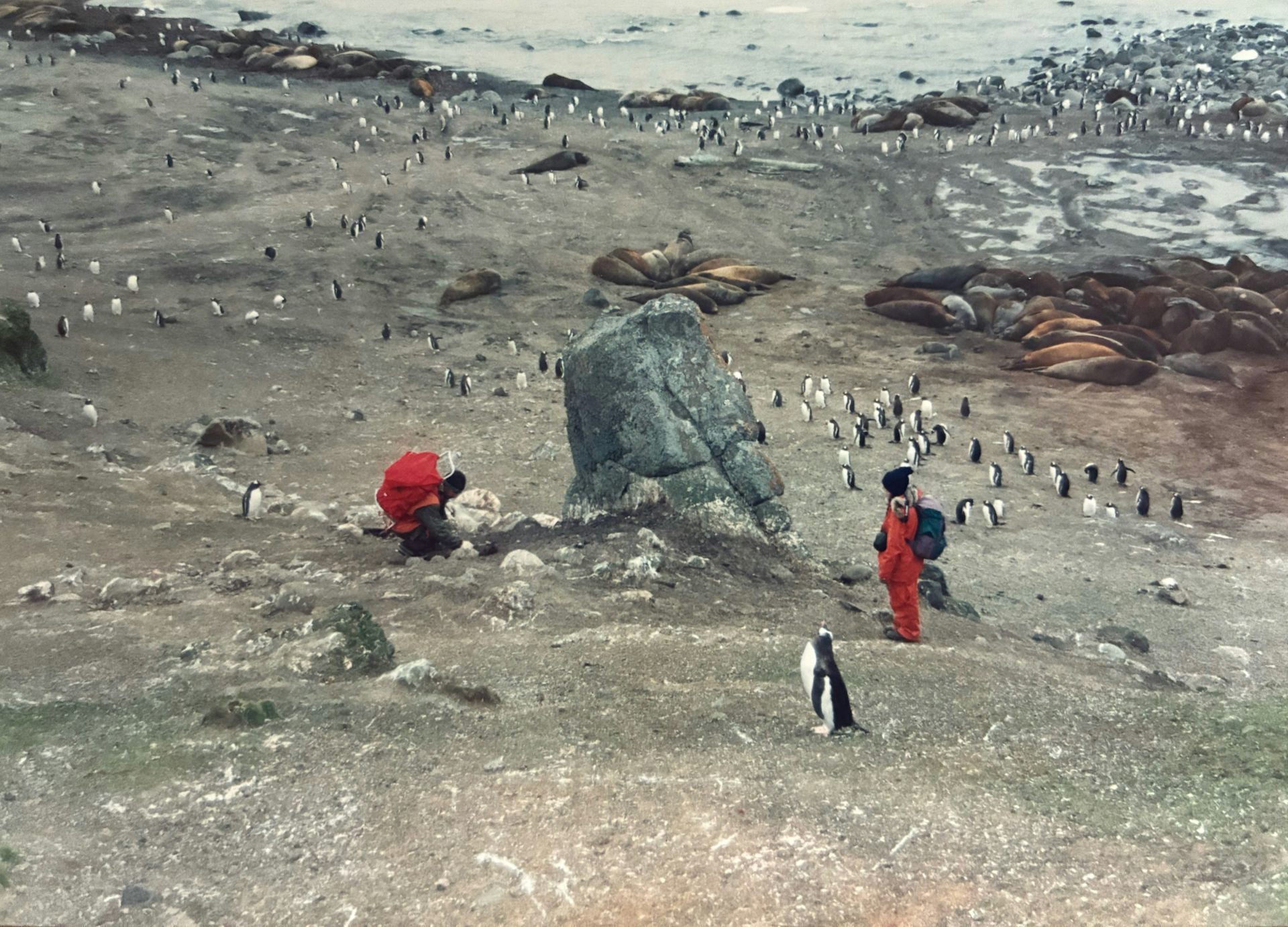 19th century ruins among penguin and elephant seal colonies on Livingston Island, South Shetland Islands, Antarctica.