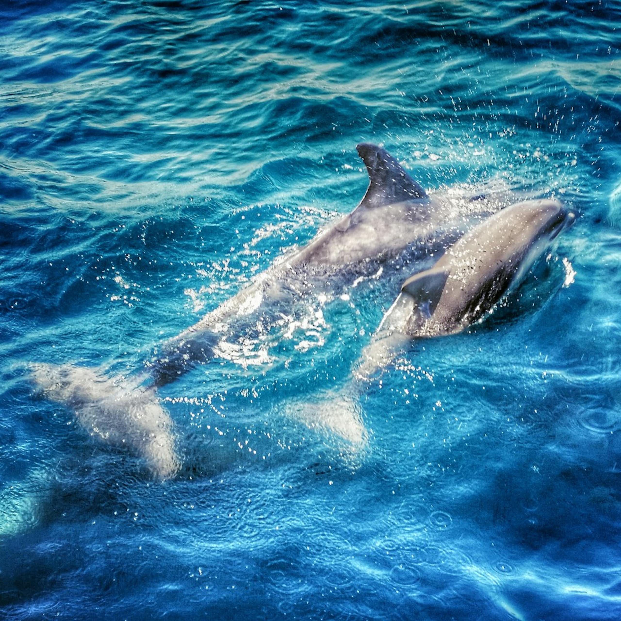 Respirar bajo el agua: la increíble historia evolutiva de los mamíferos marinos