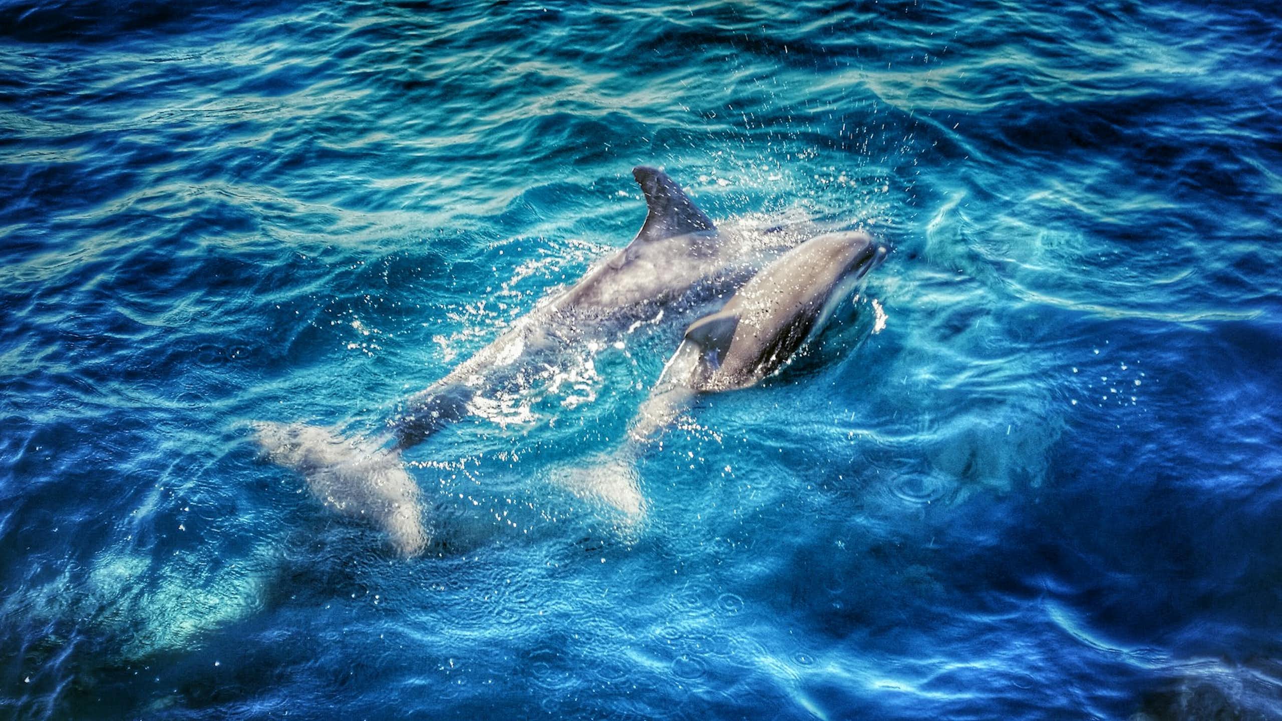 Respirar bajo el agua: la increíble historia evolutiva de los mamíferos marinos
