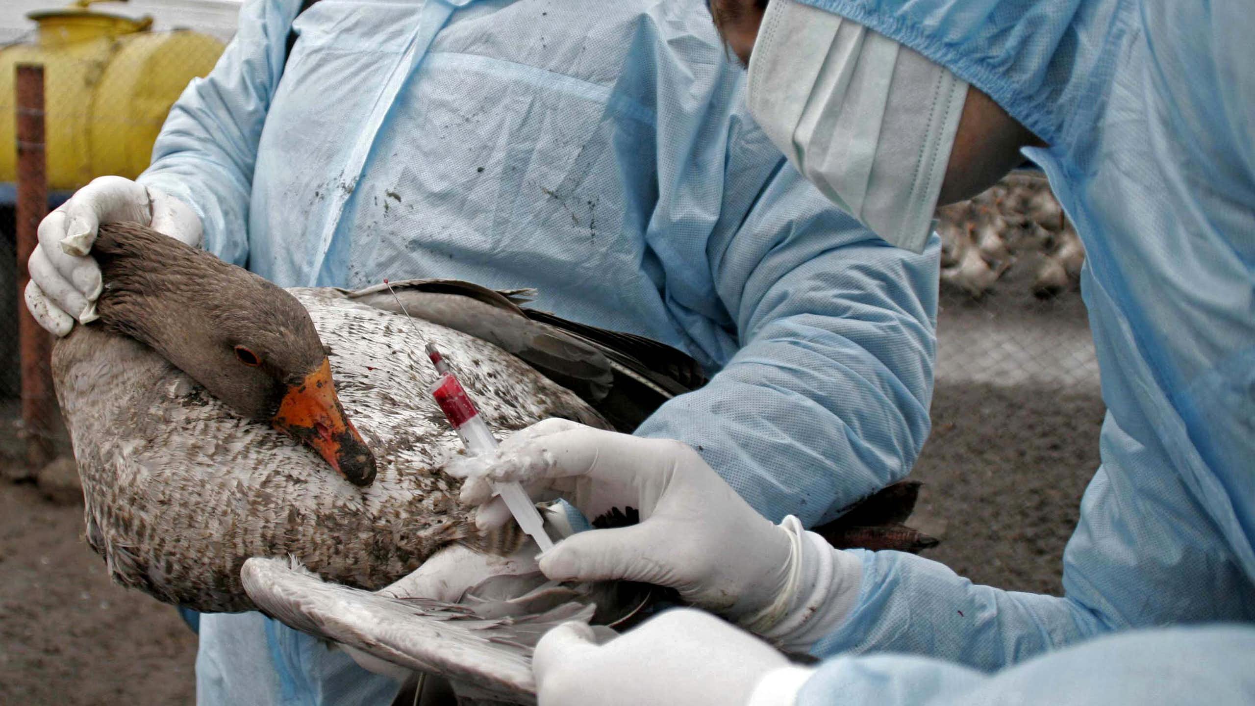 Vets vaccinate a duck on a bird farm.