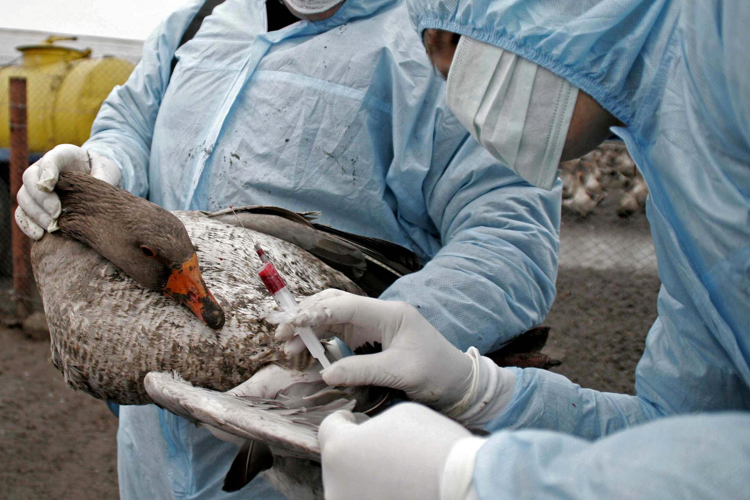 Vets vaccinate a duck on a bird farm.