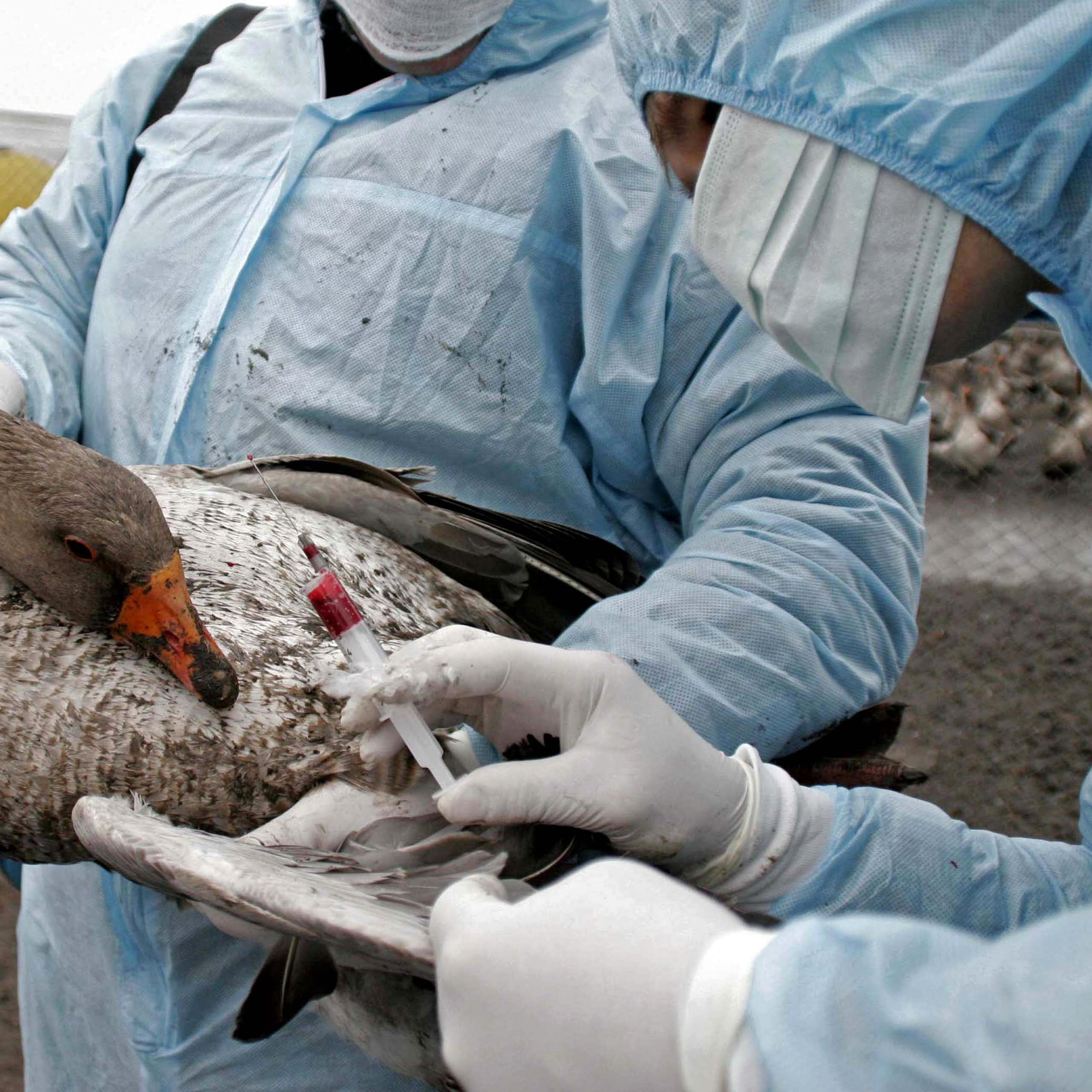 Vets vaccinate a duck on a bird farm.
