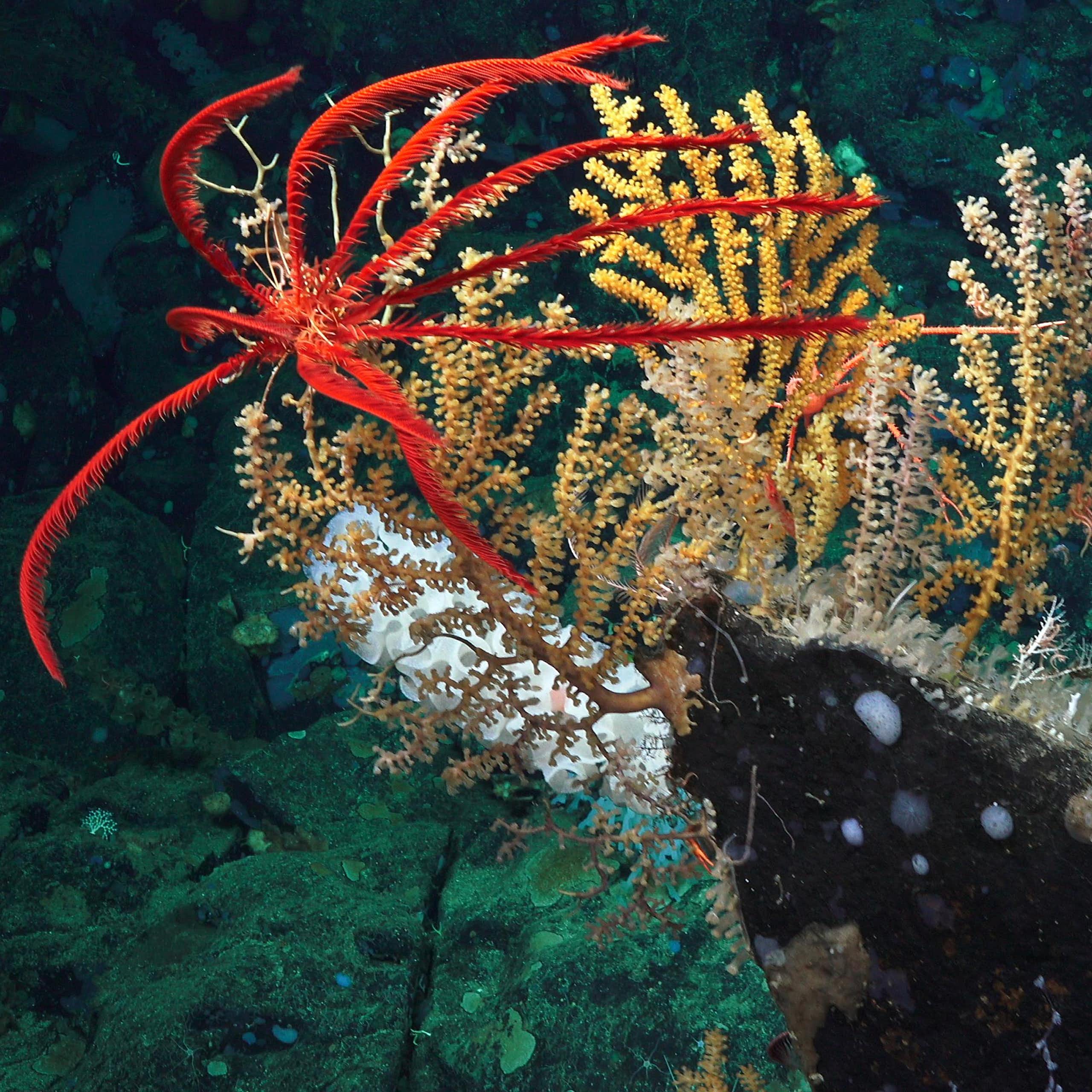 photo of colorful corals under water