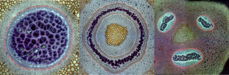 Fern stems divulge secrets and techniques of evolution – how constraints in building may end up in new bureaucracy 2 Microscopy images of cross-section of fern stems in different shapes, one a cluster of spots, another concentric circles and another three separate segments