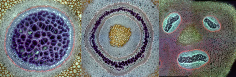 Microscopy images of cross-section of fern stems in different shapes, one a cluster of spots, another concentric circles and another three separate segments