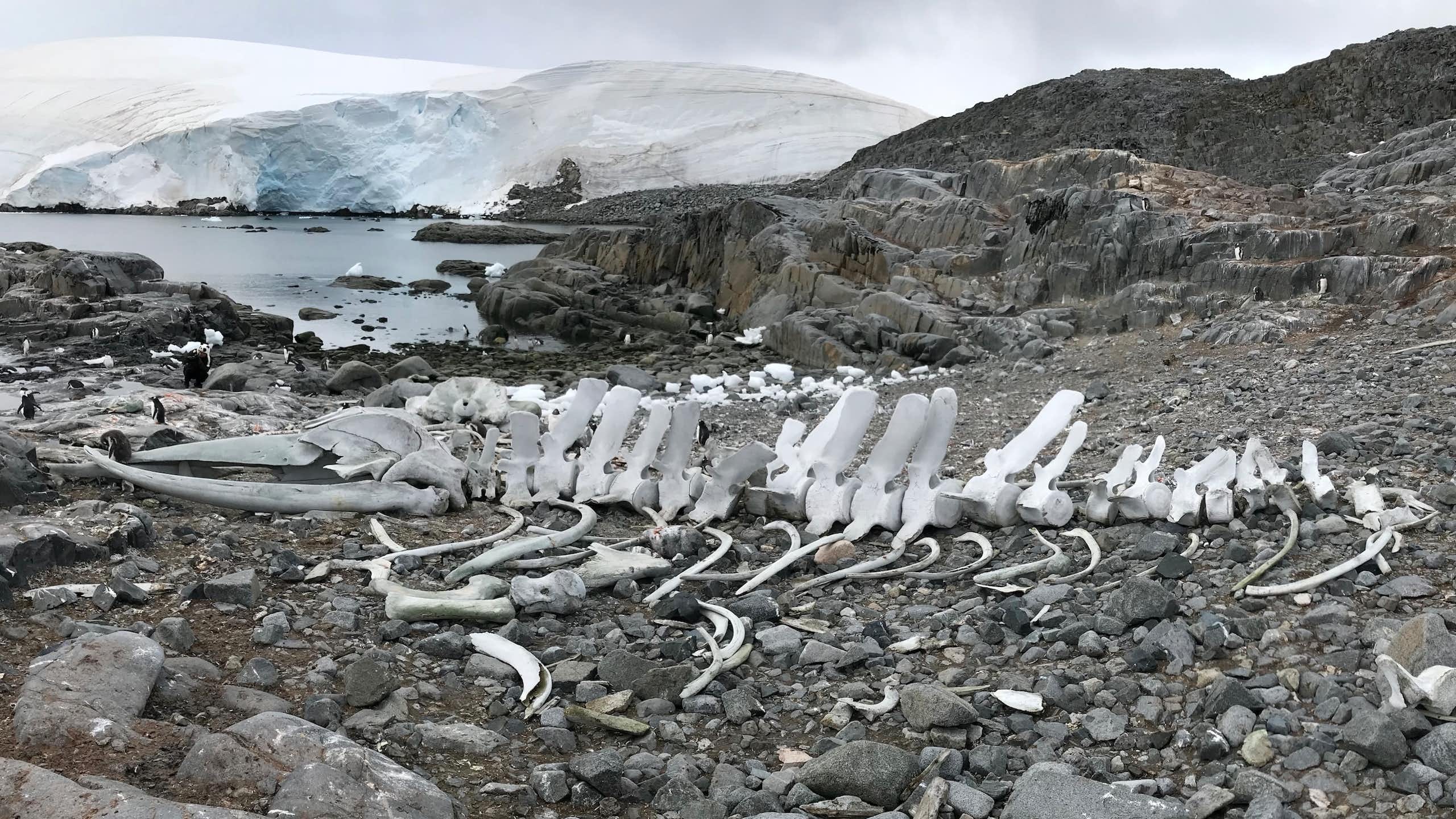 ¿Un continente sin ruinas? La Antártida, entre la protección ambiental y la memoria