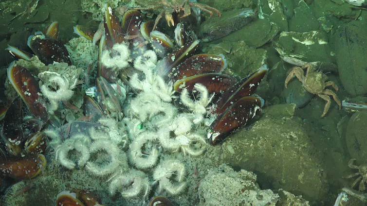 photo of bivalves and yeti crabs under water