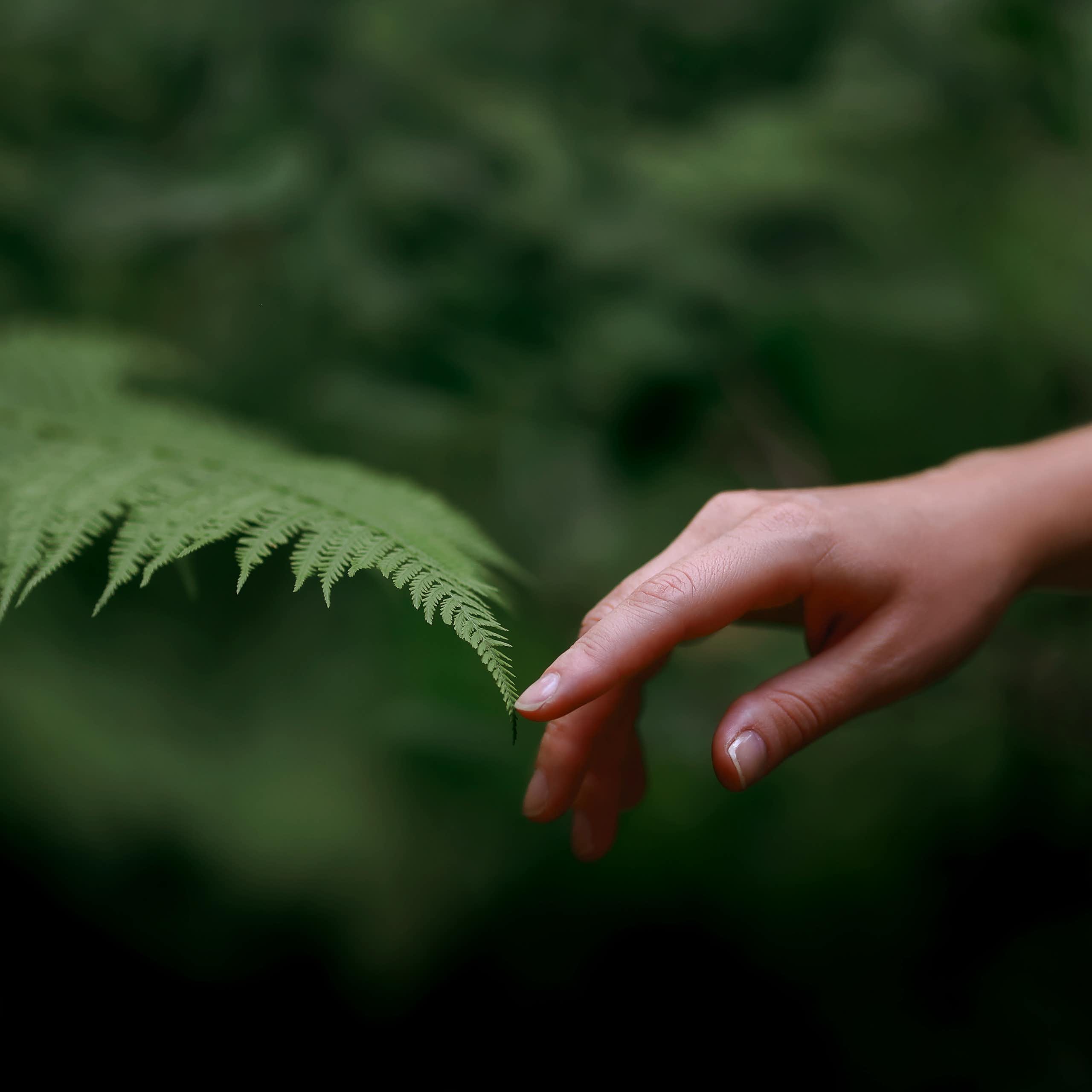 Una mano toca un helecho