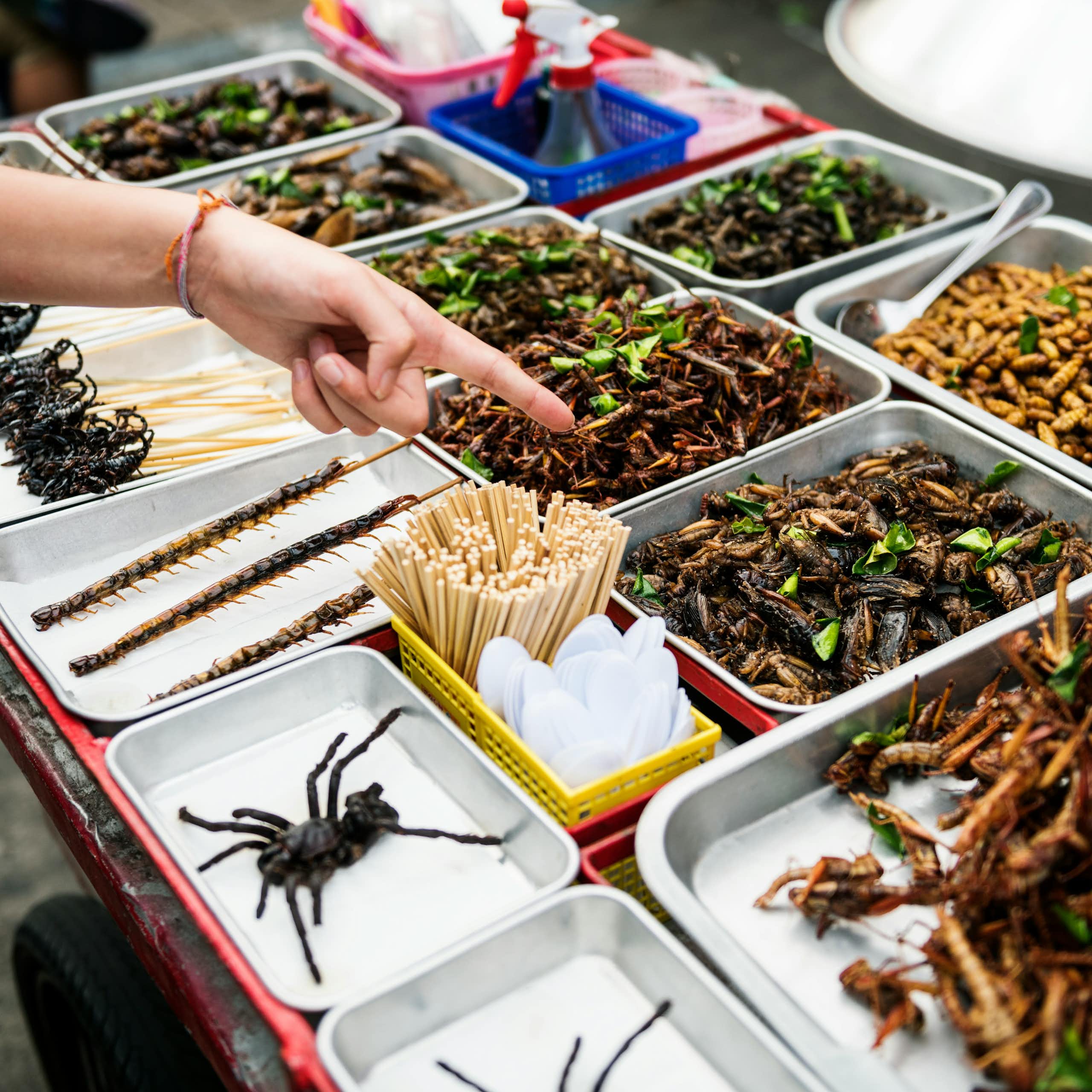 Une personne pointe des insectes morts