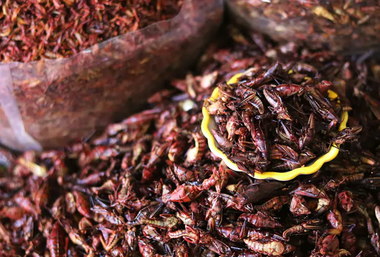 Des insectes morts dans des sacs de plastique