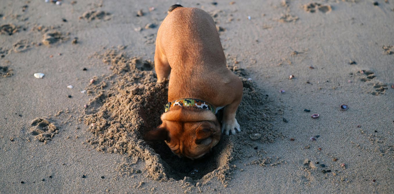 Your dog is not a doomsday prepper. Here’s why they hide food and toys Your dog is not a doomsday prepper. Here’s why they hide food and toys