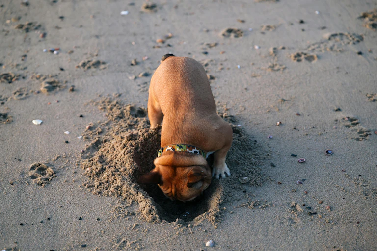 A small brown dog digging a hole in sand.