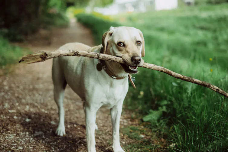 A white dog holding a stick in its mouth.
