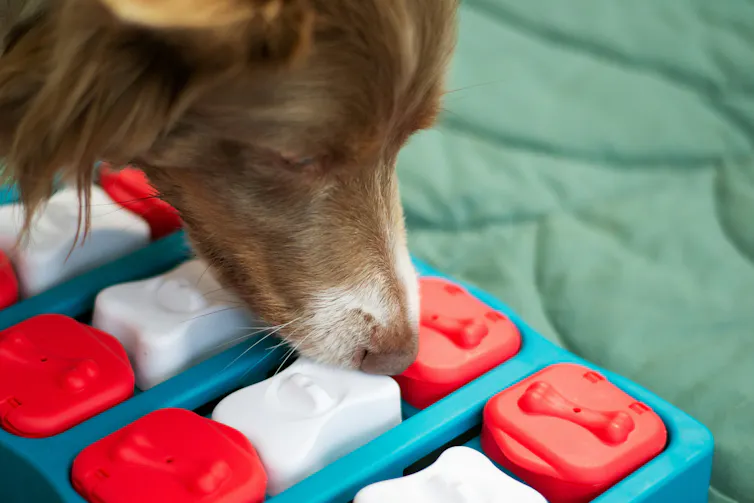 A brown dog eating out of a blue and red toy.