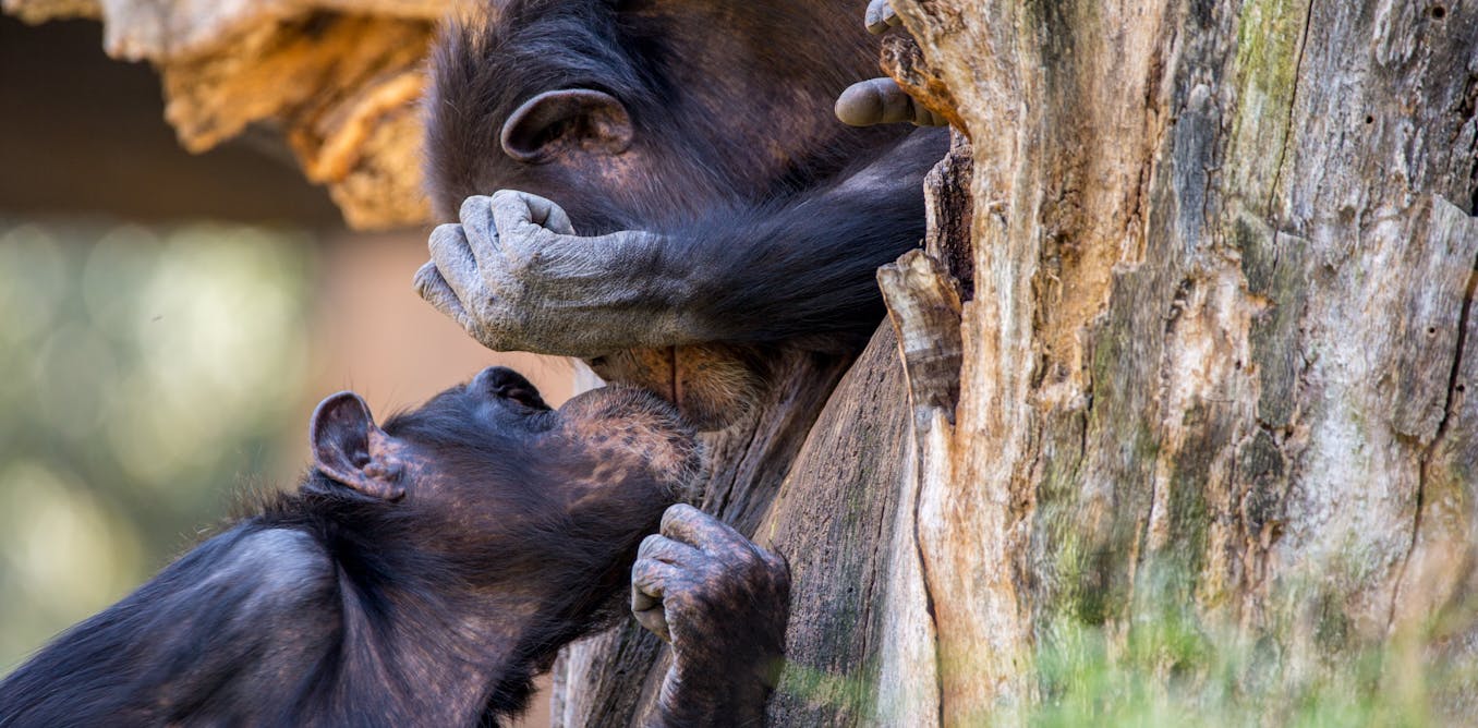 When did kissing evolve and did humans and Neanderthals get off with each other? New research When did kissing evolve and did humans and Neanderthals get off with each other? New research