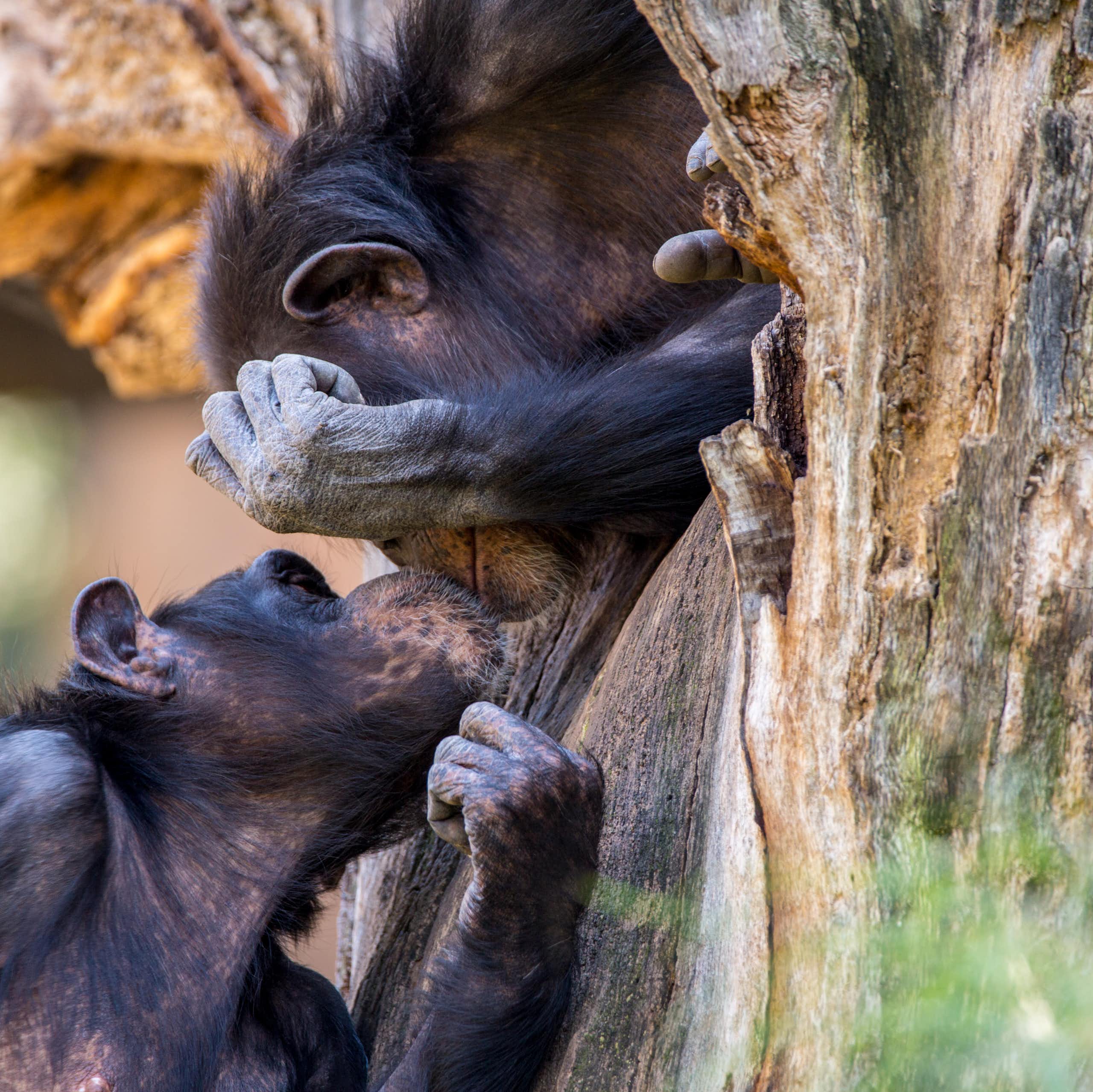 Two chimpanzees kissing, one leaning down out of a tree.