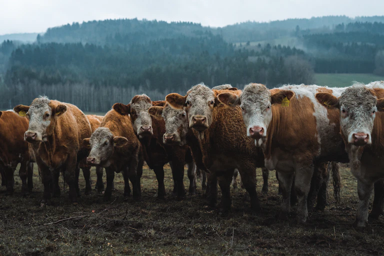 a row of cows