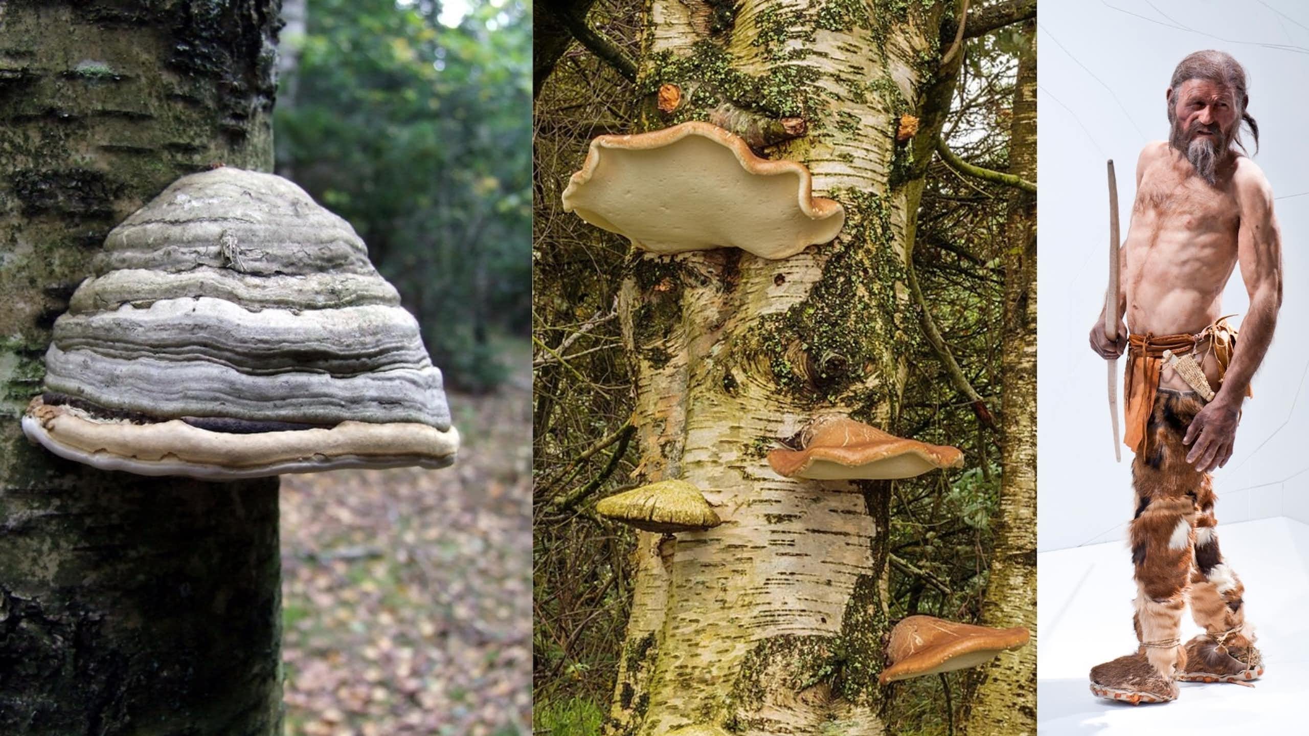 Les champignons d’Ötzi, l’homme des glaces du Néolithique
