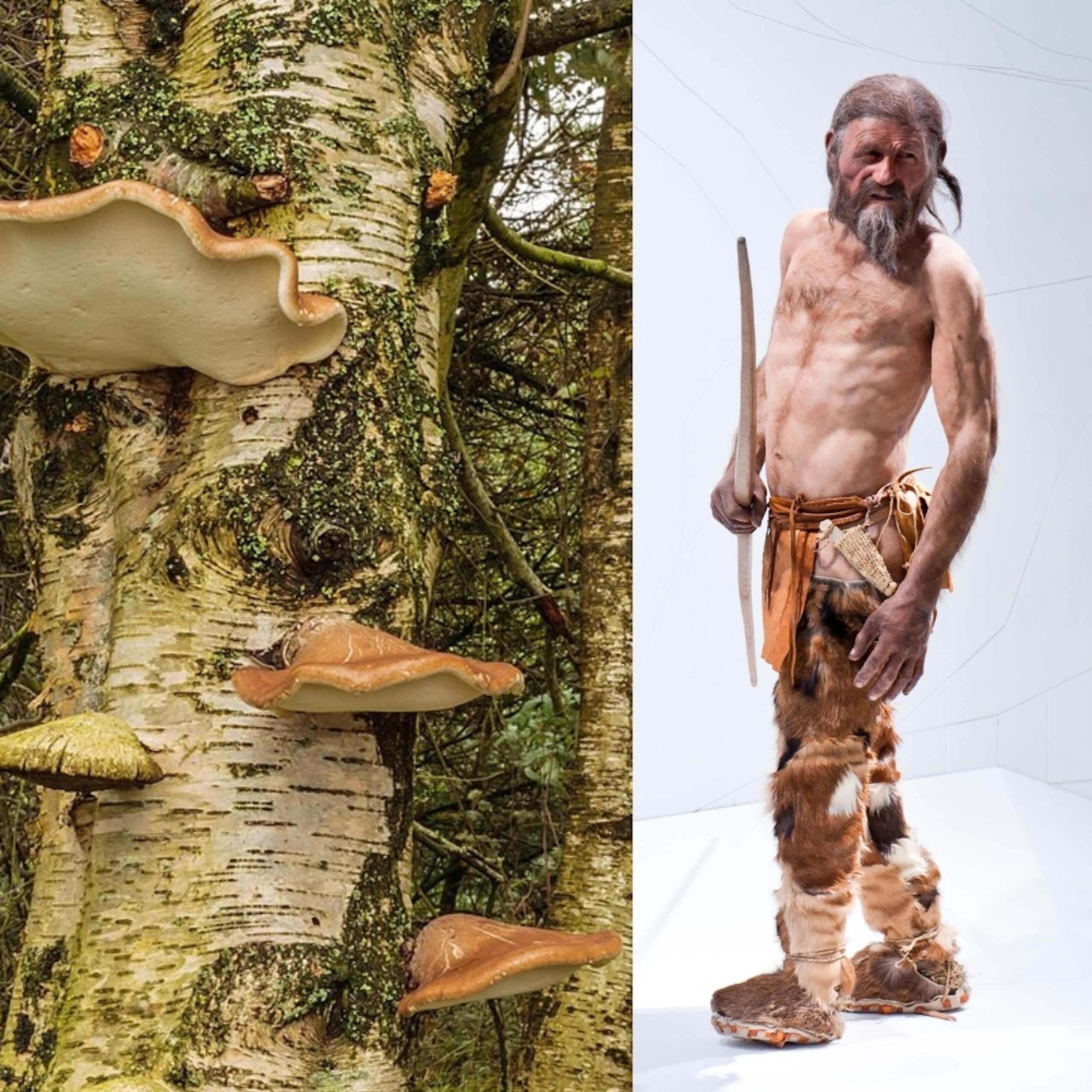 Les champignons d’Ötzi, l’homme des glaces du Néolithique