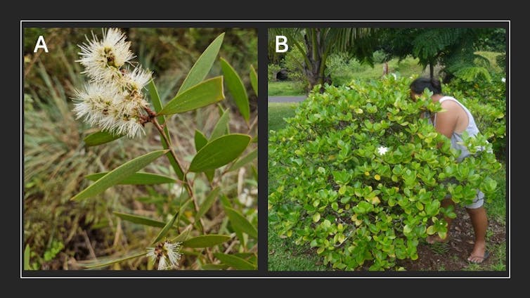 Medicinal crops: validating custom, combating possibility 3 file 20251118 56 dmbeb9.jpg?ixlib=rb 4.1