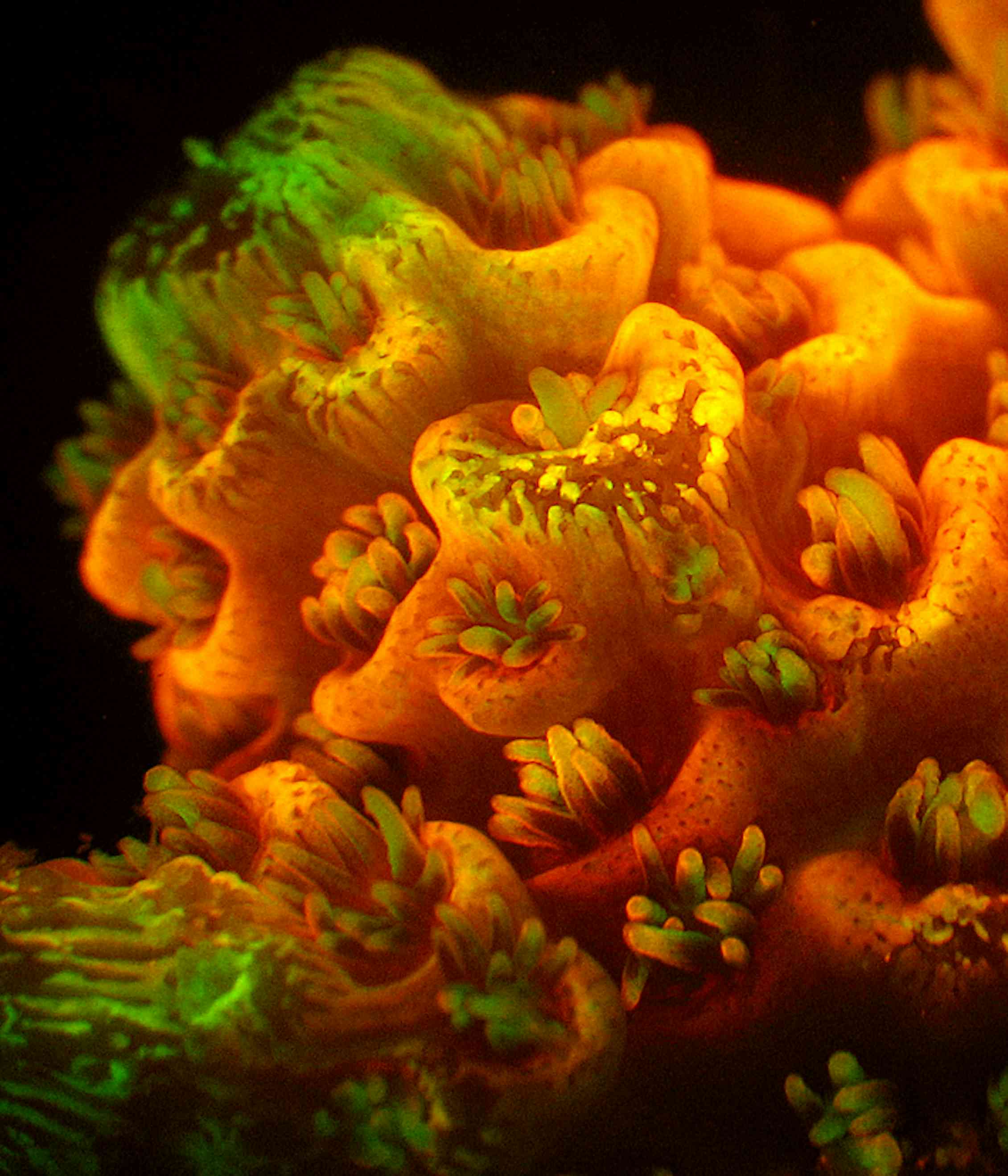Revealed: why some corals are more colourful than others