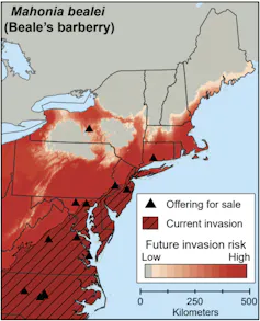 A map of the Northeast shows the spread of an invasive evergreen shrub.