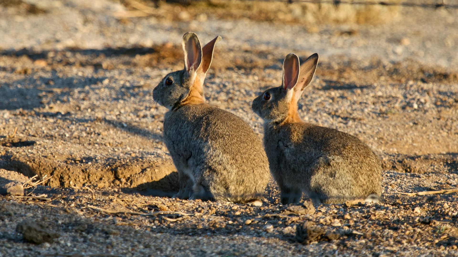 Dos ejemplares de conejo europeo (_Oryctolagus cuniculus_) 