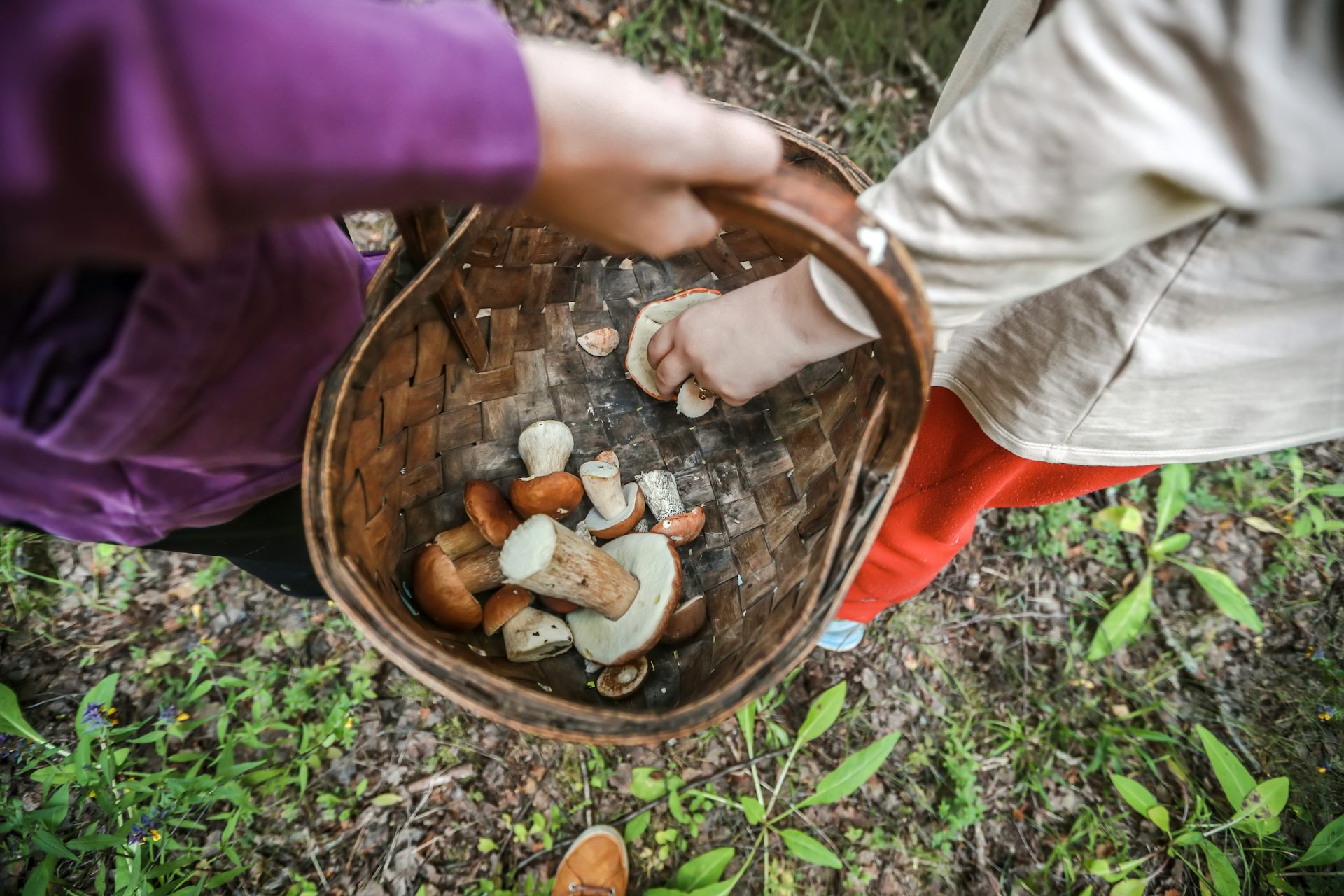 Person holds basket of mushrooms as another person places a mushroom inside of it