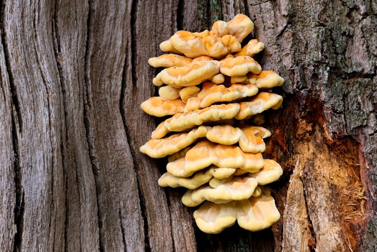 A wild mushroom growing out of the side of a tree trunk