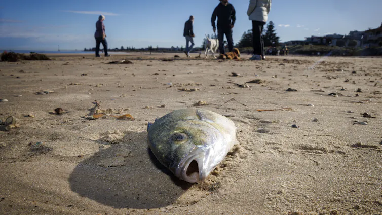 A dead fish lies on a beach with people walking past in the distance.