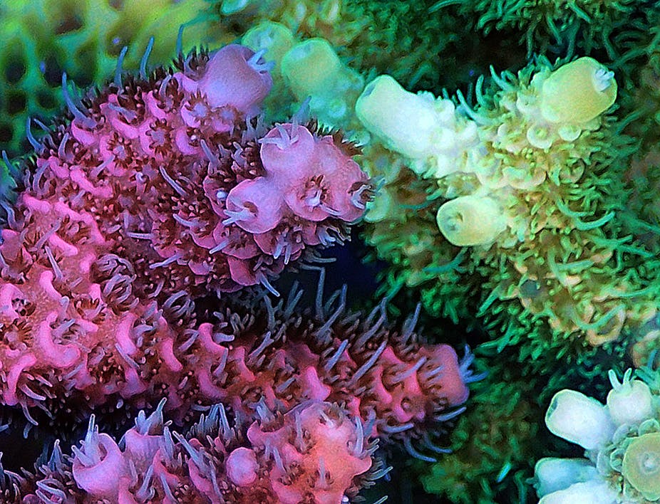 2 auto format colorful Revealed: than others corals are why more colourful some 2 auto format colorful Revealed: than others corals are why more colourful some