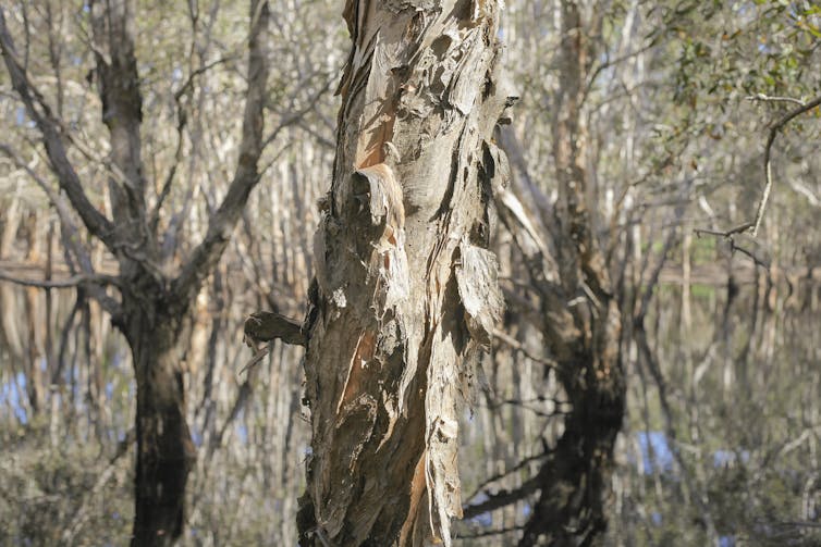 Paperbark trees stand in a wetland.