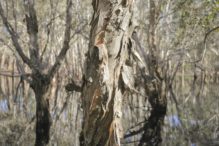 Paperbark trees stand in a wetland.